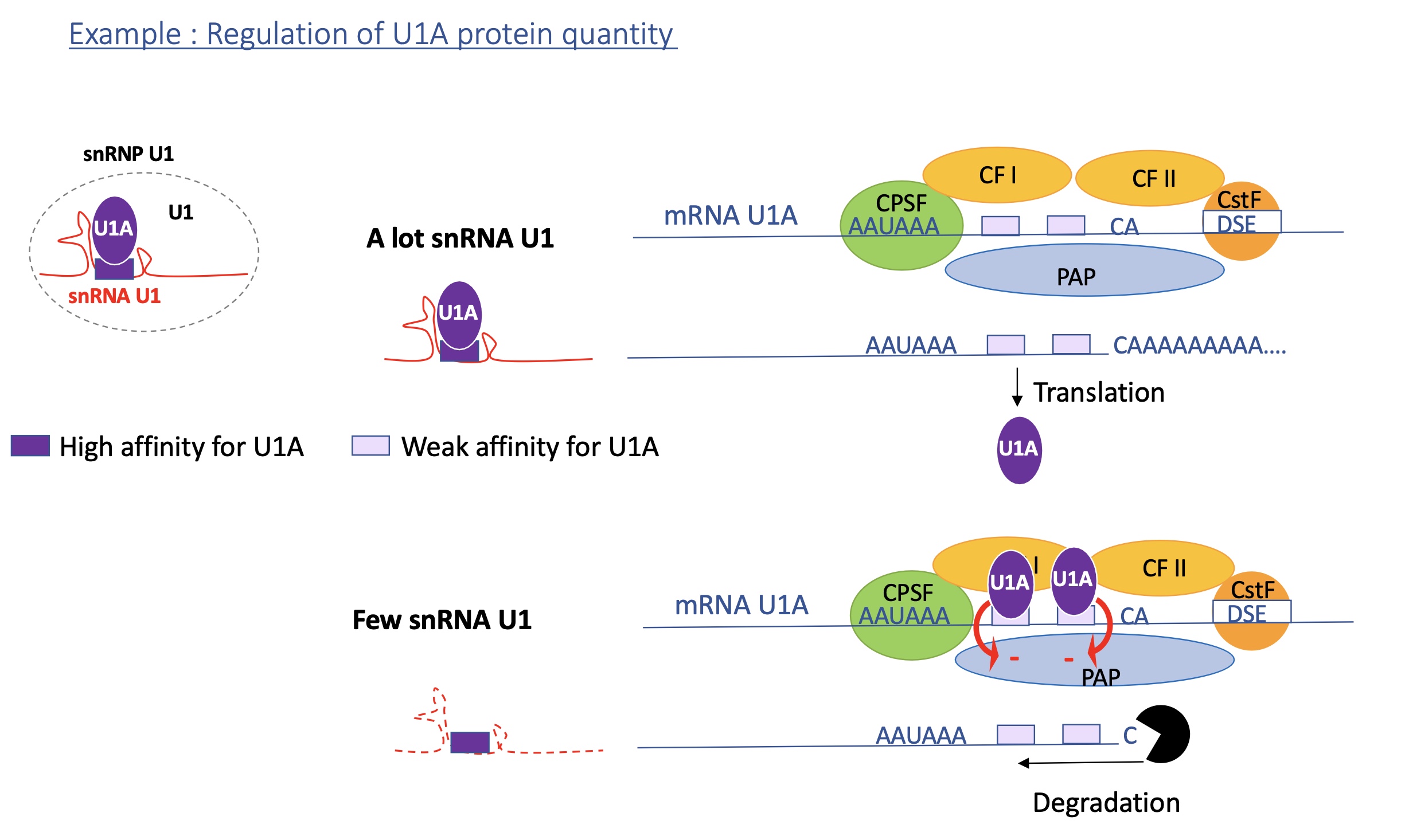 <p><strong>When U1A protein levels are high </strong>(few snRNA U1 complex)<strong>:</strong></p><ul><li><p><strong>Excess U1A</strong> now binds to both U1A binding sites in its own mRNA’s 3′ UTR.</p></li><li><p>When <strong>two U1A molecules</strong> bind, they interact with <strong>poly(A) polymerase (PAP)</strong> and <strong>inhibit its activity</strong>.</p></li><li><p>Result:<br><span data-name="cross_mark" data-type="emoji">❌</span> <strong>No (or very short) poly(A) tail added</strong> →<br><span data-name="cross_mark" data-type="emoji">❌</span> <strong>mRNA is unstable and rapidly degraded by exonucleases</strong>.</p></li><li><p>This reduces production of more U1A protein.</p></li></ul><p><strong>When U1A protein levels are low </strong>(lots of snRNA U1 complex)<strong>:</strong></p><ul><li><p>There is <strong>little U1A</strong> available in the cell as lots bound to snRNA &nbsp;</p></li><li><p>The <strong>U1A mRNA</strong> has <strong>two weak U1A binding sites</strong> in its <strong>3′ UTR</strong>, near the <strong>polyadenylation signal (AAUAAA)</strong>.</p></li><li><p>Because U1A levels are low, these sites <strong>remain mostly unbound</strong>.</p></li><li><p>This allows <strong>poly(A) polymerase (PAP)</strong> to bind normally →<br><span data-name="check_mark_button" data-type="emoji">✅</span> <strong>Efficient polyadenylation → stable U1A mRNA → translation of more U1A protein</strong>.</p></li></ul><p></p>