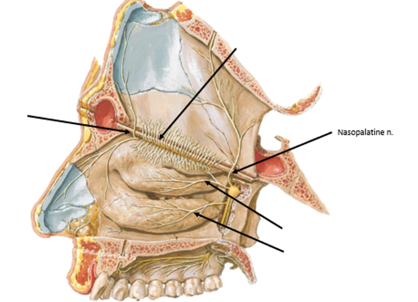 <p>nasopalatine nerve</p>