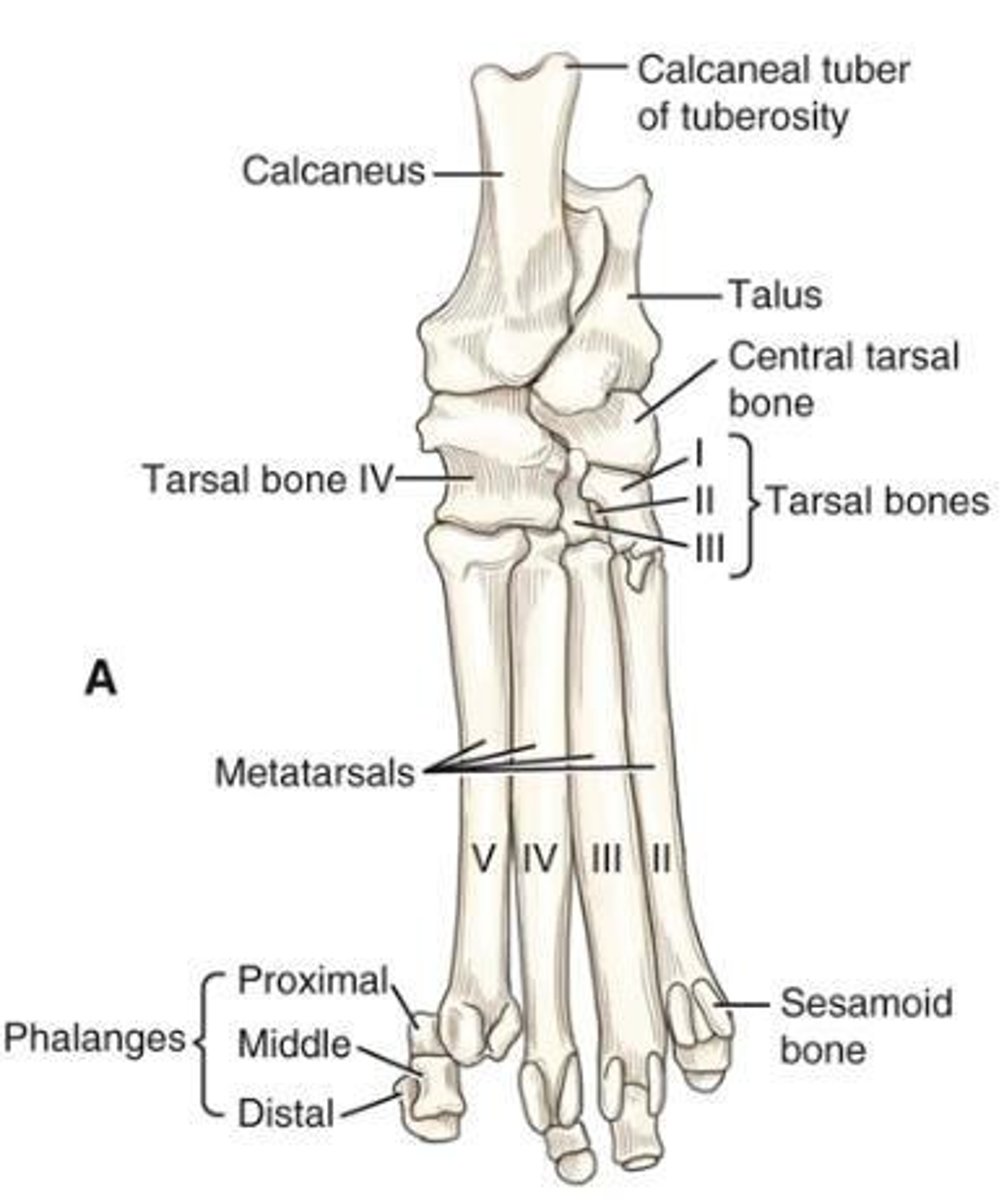 <p>The largest and longest bone of the tarsus, formerly called the os calcis or fibular tarsal bone.</p>