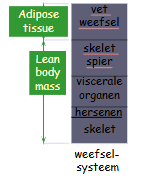 <ul><li><p>skeletspier</p></li><li><p>vetweefsel</p><ul><li><p>subcutaan = bovenhuids</p></li><li><p>visceraal (kleine hoeveelheid nodig vr organen beschermen) = onderhuids</p></li><li><p>geel beenmerg</p></li></ul></li><li><p>viscerale organen</p></li><li><p>hersenen</p></li><li><p>skelet</p></li></ul><p>(fysioloog)</p><p><span style="background-color: transparent;">BW = AT + spier + bot + viscera + bloed + rest</span></p><p></p>