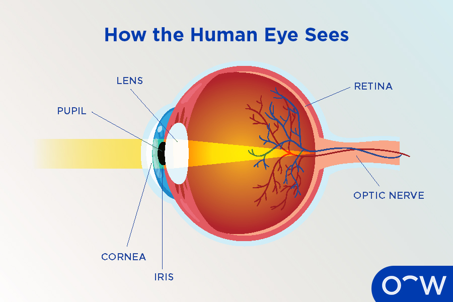 <p>The colored part of the eye that controls the size of the pupil.</p>