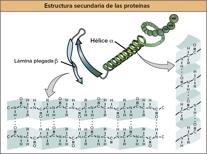 <p>Els diferents aminoàcids de la cadena interaccionen entre si formant ponts d’hidrogen. Fa que la cadena comenci un plegament en una forma determinada.</p><p></p><p>→ Estructures de plegament</p><ul><li><p>Làmina plegada beta</p></li><li><p>Hèlix alfa</p></li></ul><p></p>
