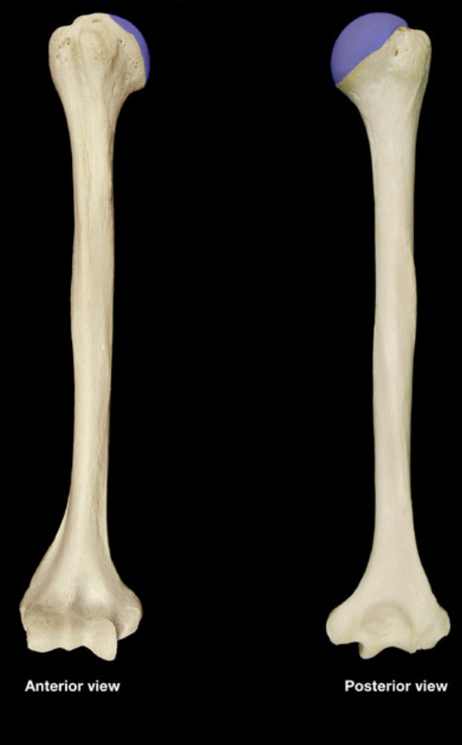 <p>(right humerus)</p>