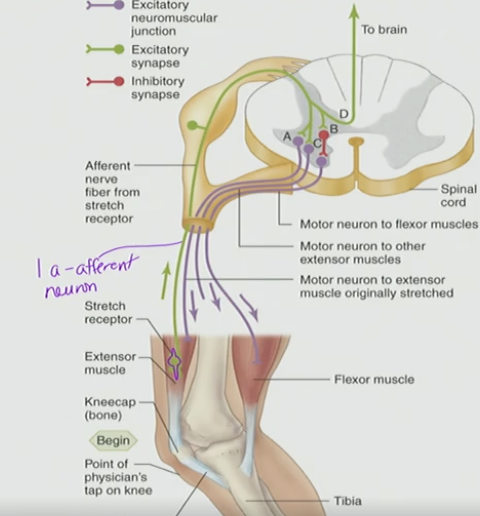 <p>muscle spindle, 1-a-afferent</p>