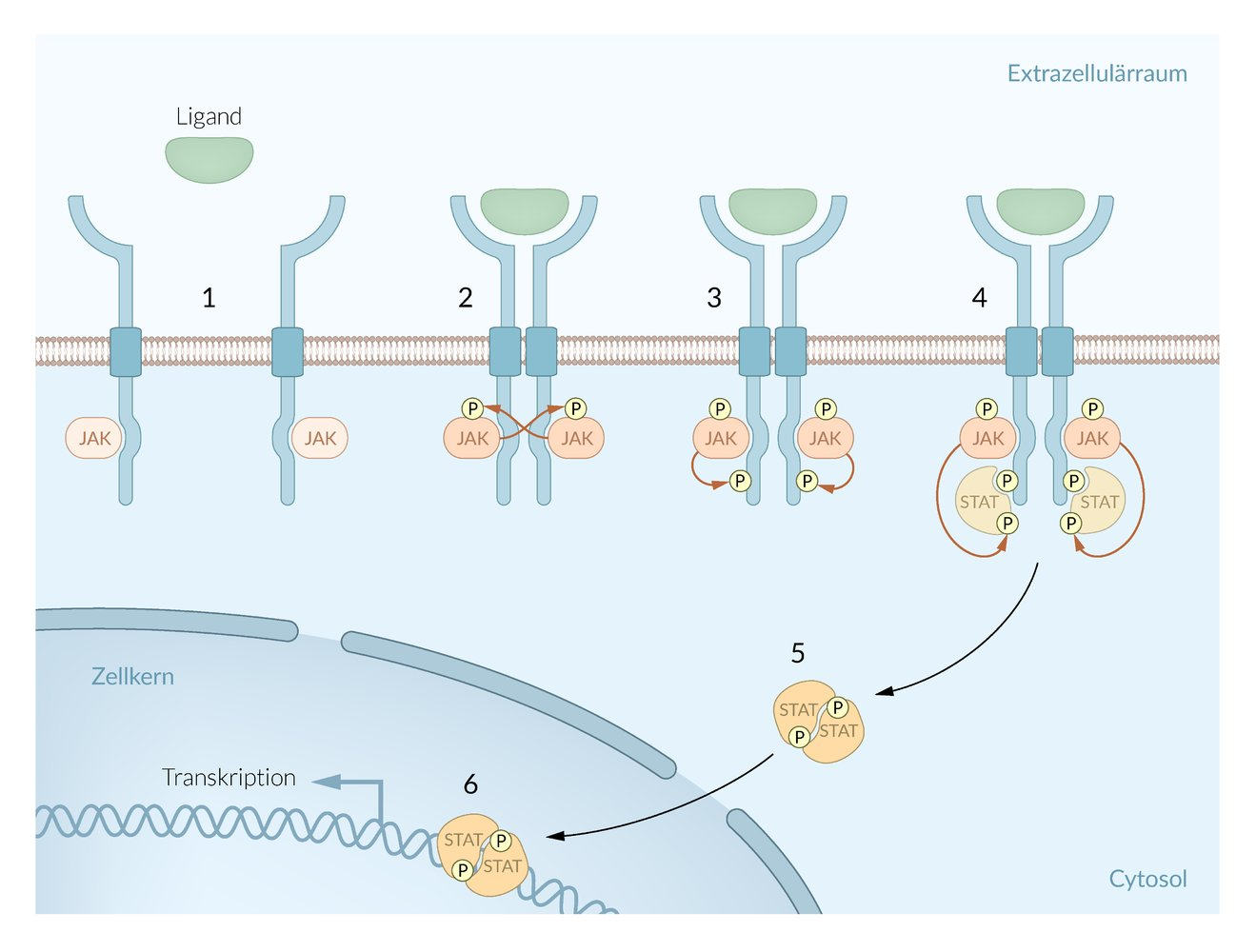 <p>D. Inhibition of protein synthesis of host cells</p>