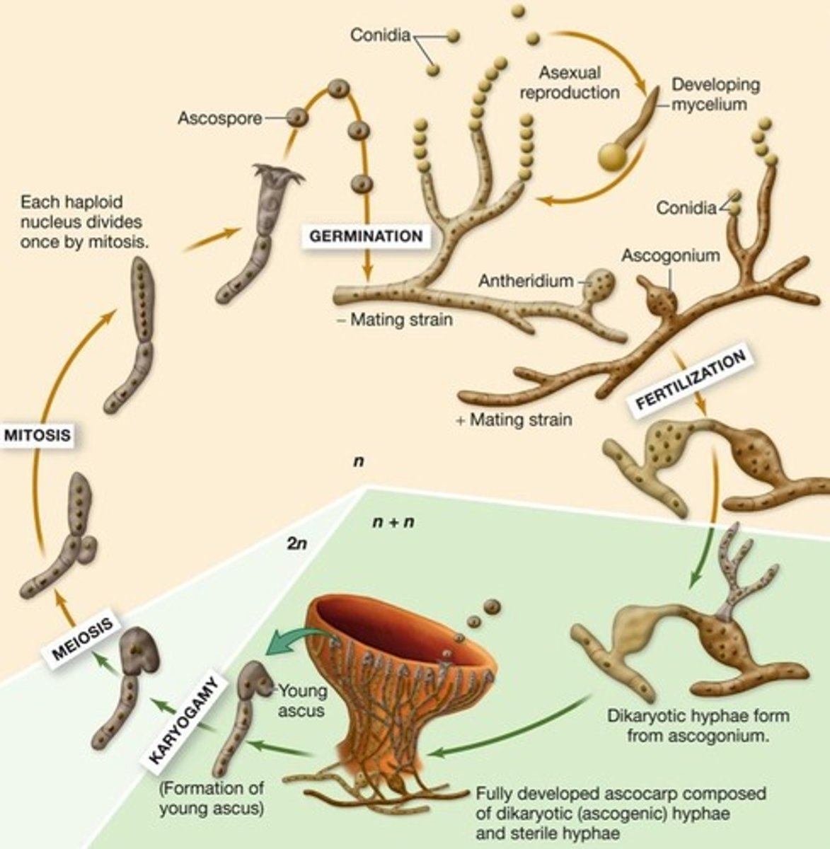 <p>Specialized structures the produce and release asexual spores called sporangiospores. (present in Zygomycota)</p>