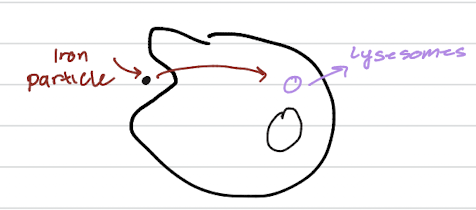 <ul><li><p><span> </span>a system where cells that rely on a surface to grow (substrate dependent cells) can be induced to form miniature, three-dimensional organs called organoids</p></li><li><p>the cellular process of endocytosis (or phagocytosis), where a cell takes in a foreign object, such as an iron particle, and packages it into a vesicle that will be delivered to a lysosome for degradation or processing</p></li></ul><p></p>