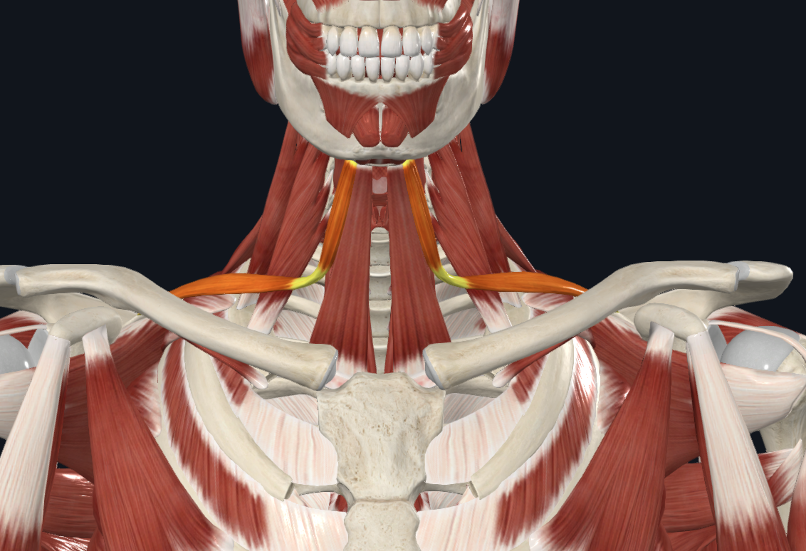 <p><strong>Nombre alterno: X</strong></p><p><strong><mark data-color="yellow" style="background-color: yellow; color: inherit">Origen: </mark></strong></p><p><mark data-color="yellow" style="background-color: yellow; color: inherit">Vientre superior: Tendón intermedio del omohioideo</mark></p><p><mark data-color="yellow" style="background-color: yellow; color: inherit">Vientre inferior: Escotadura coracoidea del omóplato</mark></p><p><strong><mark data-color="blue" style="background-color: blue; color: inherit">Inserción: </mark></strong></p><p><mark data-color="blue" style="background-color: blue; color: inherit">Vientre superior: Asta mayor del hioides</mark></p><p><mark data-color="blue" style="background-color: blue; color: inherit">Vientre inferior: Tendón intermedio del omohioideo</mark></p><p><strong><mark data-color="red" style="background-color: red; color: inherit">Acción:</mark></strong><mark data-color="red" style="background-color: red; color: inherit"> Depresor del hioides y tensor de la aponeurosis cervical media</mark></p><p><strong><mark data-color="purple" style="background-color: purple; color: inherit">Inervación: </mark></strong><mark data-color="purple" style="background-color: purple; color: inherit">Asa del hipogloso (Cervicales I, II, III)</mark><strong><br><mark data-color="green" style="background-color: green; color: inherit">Relaciones: X</mark></strong></p><p><strong>Notas:</strong></p><p>Infrahioideo</p><p>Digástrico</p>