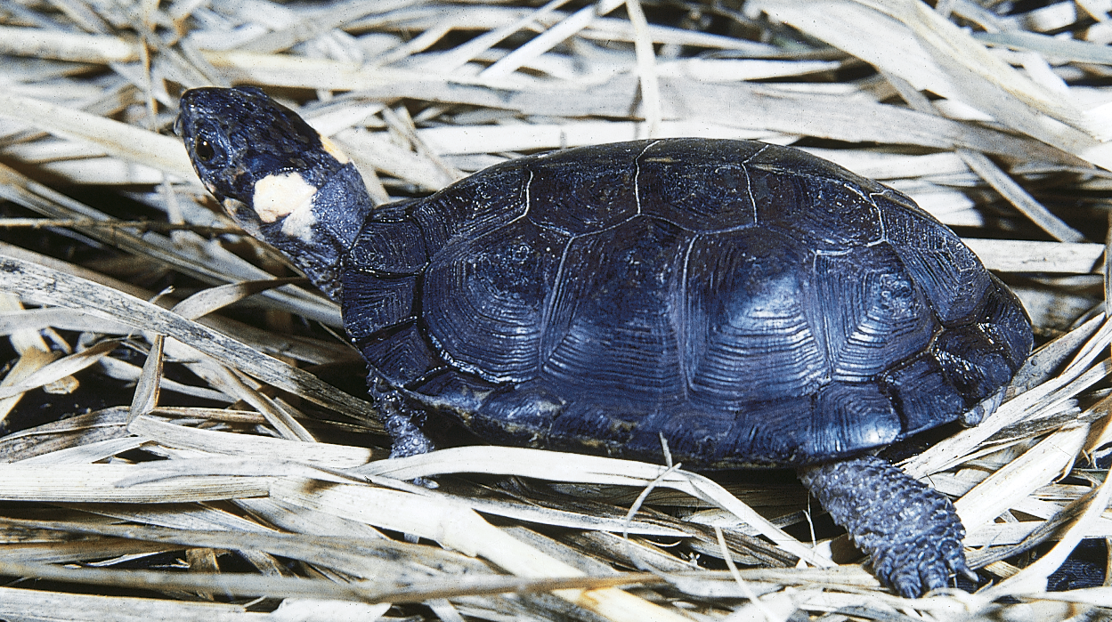 <p><span style="font-family: times new roman">Bog Turtle</span></p>