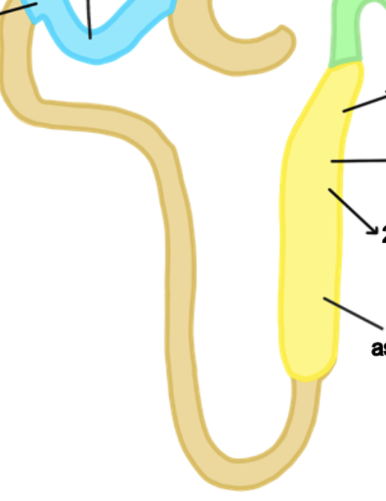 <p>what are the parts of the renal tubule?</p>