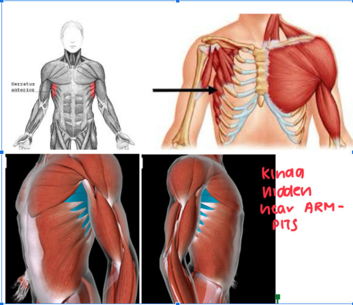 <ul><li><p>Function:<strong> ROTATE SCAPULA + ELEVATE RIBS</strong></p></li><li><p>Kinda near the armpit and pectoral area </p></li></ul><p></p>