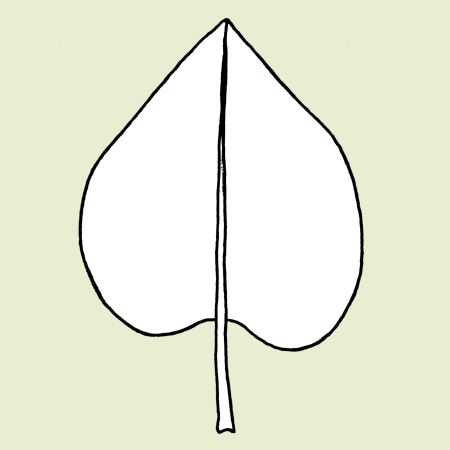 <p>describe the leaf shape</p>