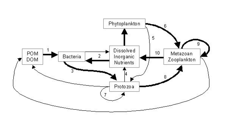 <p>Protozoa incorporate majority of bacterial N</p><p>-Provides N link bacteria to mesozooplankton</p><p>-Allows N remineralisation to be dominated by mesozooplankton</p>