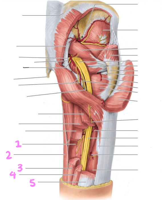 <p>identify structures 1-5</p>