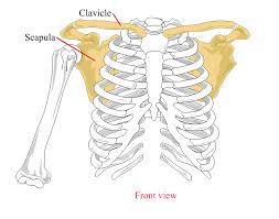 <p>Appendicular skeleton- shoulder blade</p>