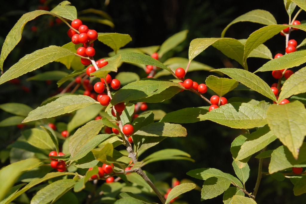 <p>winterberry, Ilex verticillata, Aquifoliaceae</p>