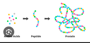 <p>A polymer of ~2–50 amino acids.</p>