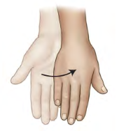 <p>Movement term </p>