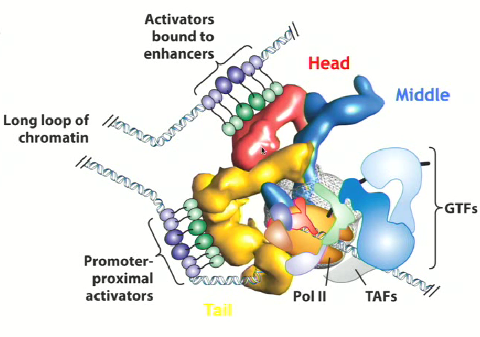 <ul><li><p>A multisubunit comlpex that can<strong> bridge vast sections of chromatin to enhance transcriptional regulation</strong><br>It has 3 major domains: head domain, middle domain, and tail domain</p></li><li><p>It mediates information that is conferred by DNA binding transcription factors in the proximal region and the very distal region. It does this through<strong> protein-protein interactions between the DNA-binding transcription factors and general transcription factors on RNA polymerase</strong></p></li><li><p><strong>Mediator is like a glue bringing proteins together, forming an assembly around the promoter of the gene that is going to be transcribed</strong></p></li></ul><p></p>