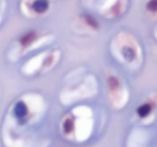 <p>Which type of tissue does this image depict?</p>