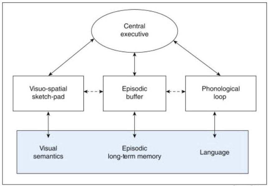 <ul><li><p>Not just about storage but also processing of input</p></li><li><p>Interconnected components</p><ul><li><p>Visual WM indirectly connects with phonological loop via central executive</p></li><li><p>Interaction with long-term memory</p></li></ul></li></ul><p></p>