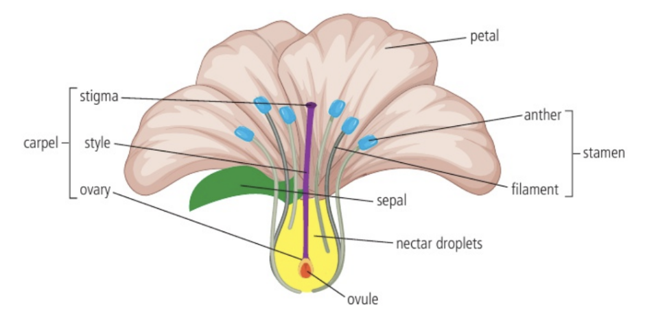 <p>Function of flower parts:</p><ol><li><p><strong>Sepal</strong></p><p>Protecting the developing flower while it is inside the bud</p></li><li><p><strong>Petal</strong></p><p>Colourful → Attract pollinators</p></li><li><p><strong>Anther</strong></p><p>Part of stamen (male parts) that produces pollen (male gametes)</p></li><li><p><strong>Pollen</strong></p><p>Contain male nuclei for fertilisation</p></li><li><p><strong>Filament</strong></p><p>Stalk of stamen that hold up the anther</p></li><li><p><strong>Stigma</strong></p><p>Sticky top of carpel (female parts); Where pollen lands</p></li><li><p><strong>Style</strong></p><p>Part of carpel that supports the stigma</p></li><li><p><strong>Ovary</strong></p><p>Base of carpel; Contains 1+ ovules</p></li><li><p><strong>Ovule</strong></p><p>Chamber in ovary where female nuclei develops</p></li></ol><p></p>