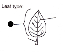 <p>Part of leaf?</p>