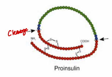 <ul><li><p>a <strong>precursor of C-peptide and insulin</strong></p></li><li><p>Insulin is from proinsulin</p><ul><li><p>C peptide needs to be cleaved so that proinsulin becomes insulin</p></li></ul></li></ul><p></p>