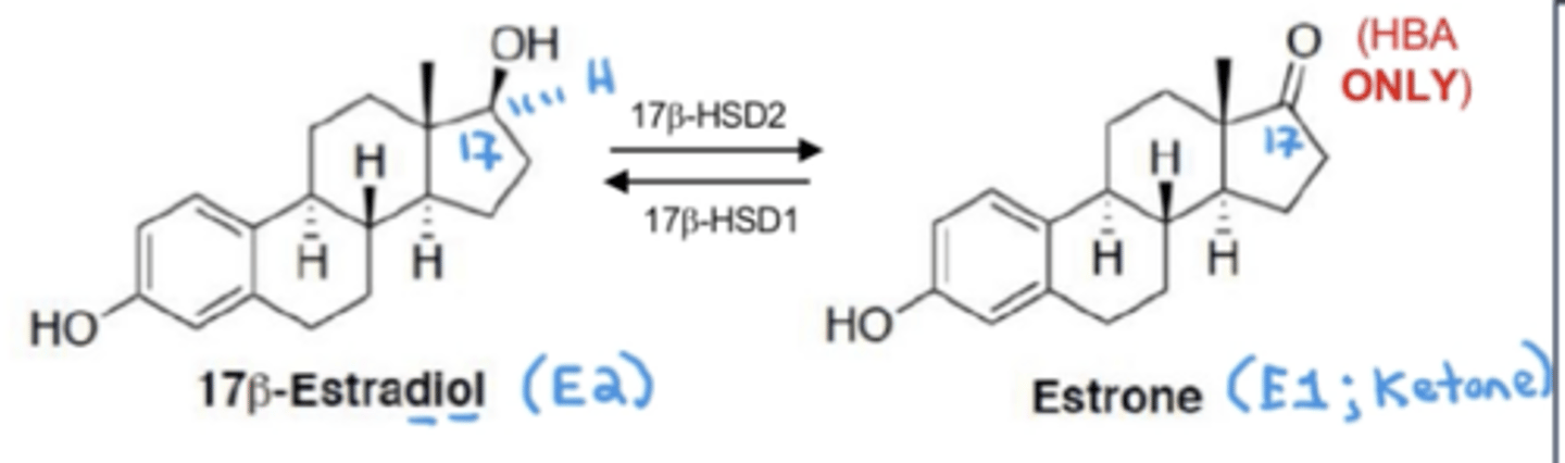<p>E1 (1 alcohol): estrone: has a ____ at position 17</p><p>E2 (2 alcohol): 17β-estradiol: has an ____ at position 17</p>