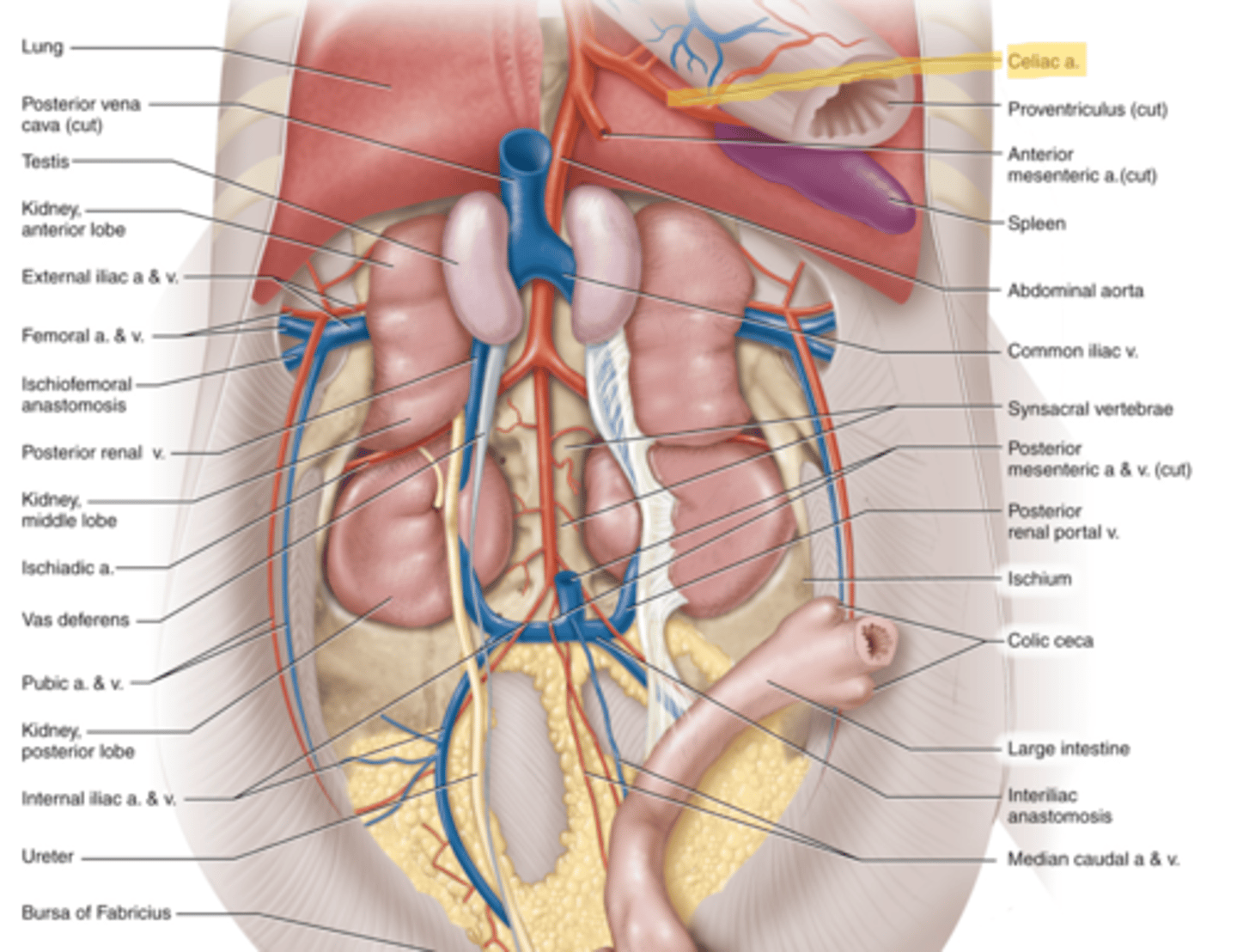 knowt flashcard image