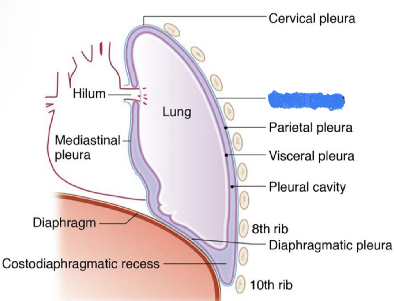 What structure is highlighted in blue?