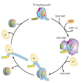 <p><strong>HATs </strong>do covalent modifications, acetylate histone tails</p><p><strong>CRC</strong> use energy to push nucleosomes</p>