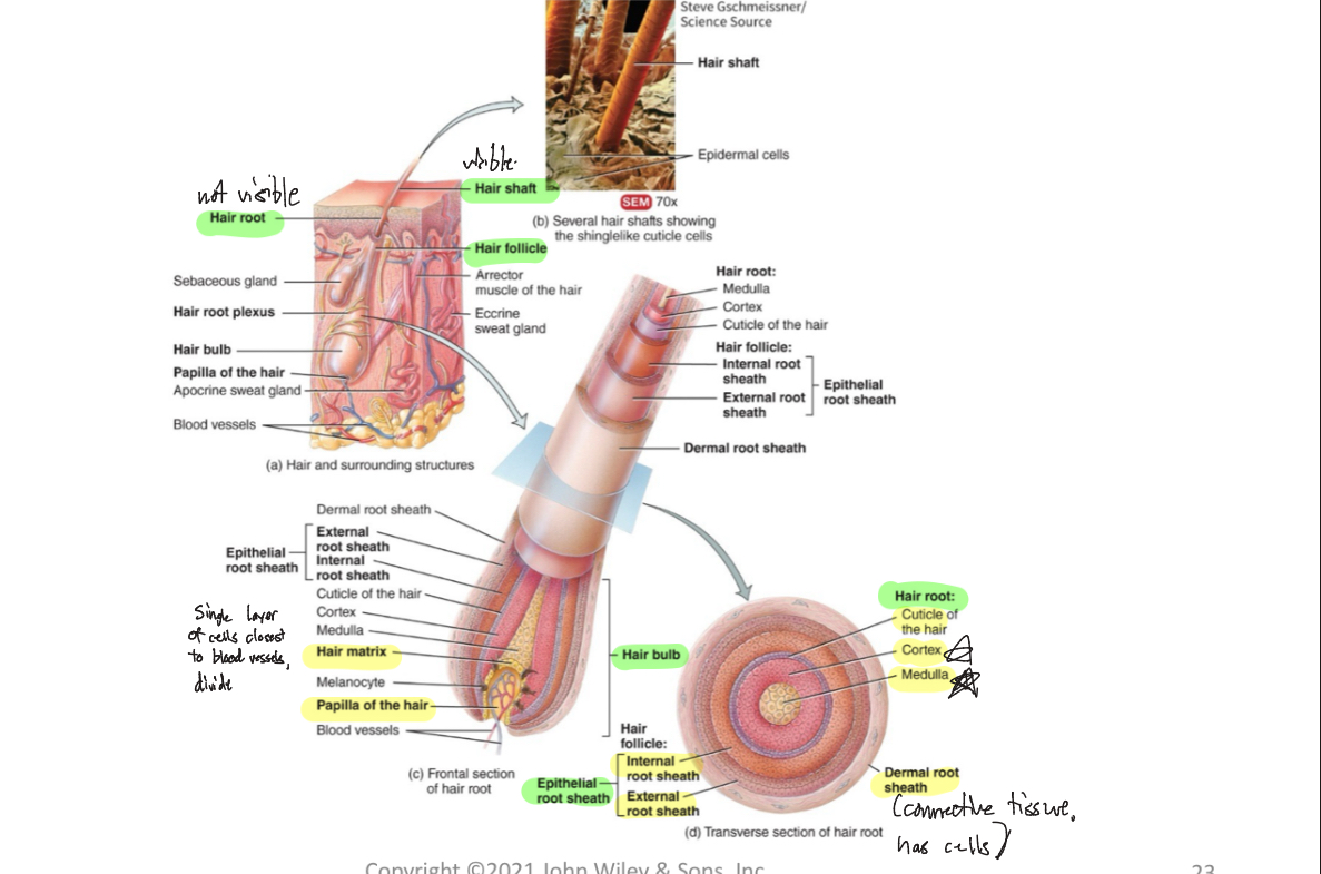 <p>-structure surrounding hair root</p>