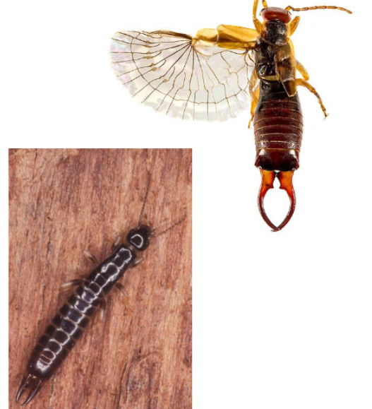 <p>Name the order</p>