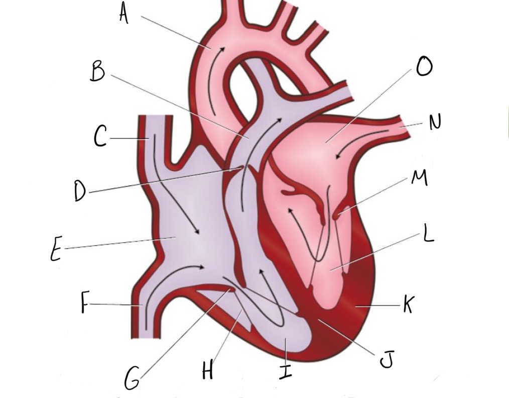 <p>Name the parts of the heart as shown in the diagram.</p>