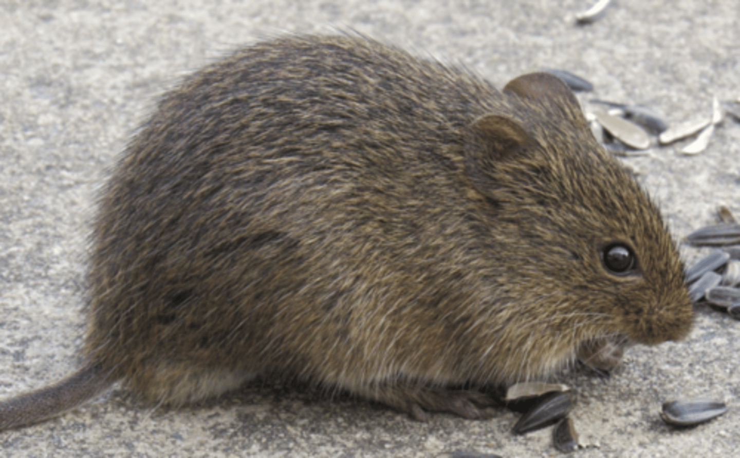 <p>Name, habitat, range</p>
