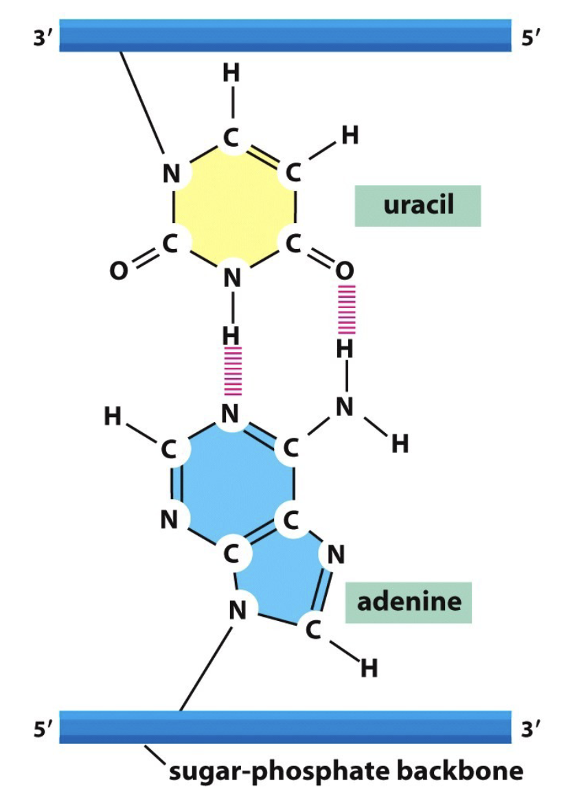 <ul><li><p><strong>RNA:</strong></p><ul><li><p>single stranded</p></li><li><p>ribose nucleic acid w/ 2 OHs attached</p></li><li><p>uses Uracil instead of Thymine</p></li><li><p><u>RNA nucleotides:</u></p><ul><li><p>purines → A and G</p></li><li><p>pyrimidines → C and U </p></li></ul></li></ul></li><li><p><strong>DNA:</strong></p><ul><li><p>Double stranded</p></li><li><p>deoxyribose nucleic acid with 1 OH</p></li><li><p>uses Thymine </p></li></ul></li></ul><p></p>