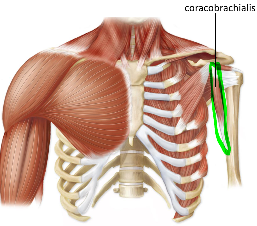 <p>Origin—> coracoid process of scapula</p><p>Insertion—> proximal humerus</p><p>Action—> flex and adduct arm at shoulder</p>