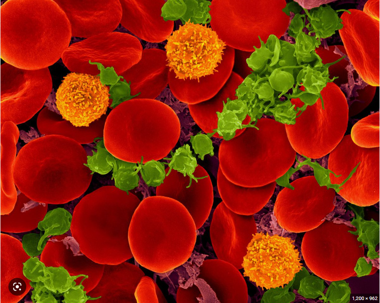 What kind of microscope was used to capture this electron micrograph of red blood cells?