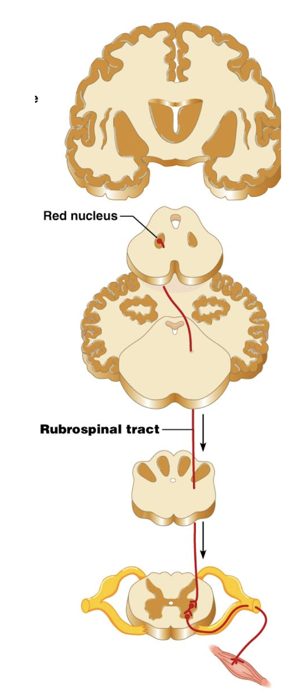 <ul><li><p>Controls unconscious, voluntary muscles controlling posture and balance </p></li><li><p>Always multi-synaptic </p></li><li><p>Arise in brain stem nuclei (e.g., red nucleus)</p></li><li><p>Decussate in brain stem (medulla)</p></li><li><p>Moderated by pyramidal neurons</p></li></ul><img src="https://knowt-user-attachments.s3.amazonaws.com/cc95996d-05cb-4e20-9254-79199d233795.png" data-width="100%" data-align="center"><p></p>