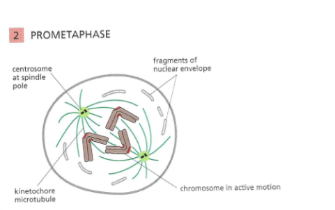 <p>Nuclear envelope breakdown</p><p>Chromosomes attach to the spindle microtubules via their kinetochores to initiate bipolar orientation</p>