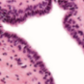 <p>What tissue type does this image depict?</p>