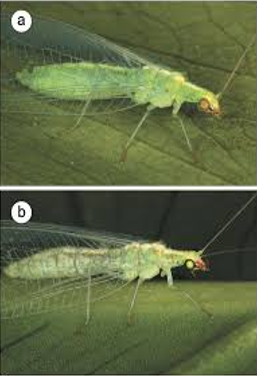 <p>What is this an example of?</p>