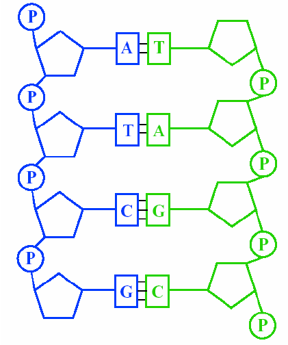 <p>forms covalent bond between phosphate of one nucleotide and pentose sugar of next nucleotide—called phosphodiester bond—always added in same direction, chain of repeating C,O, and P—alternating sugar and phosphate</p>