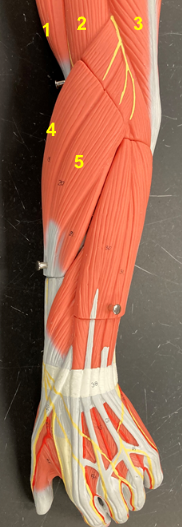 <p>What is the muscle indicated by the yellow 3?</p>
