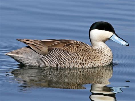 <p>Family: Anatidae</p>