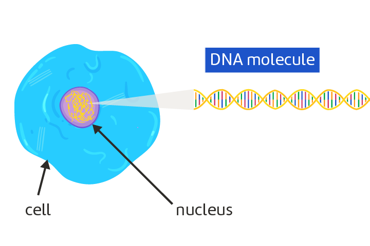 <p>Encoded through sequence of their nucleotides, the bases. The order determines the instruction for building proteins which determine a lot of characteristics and genetic traits. </p>