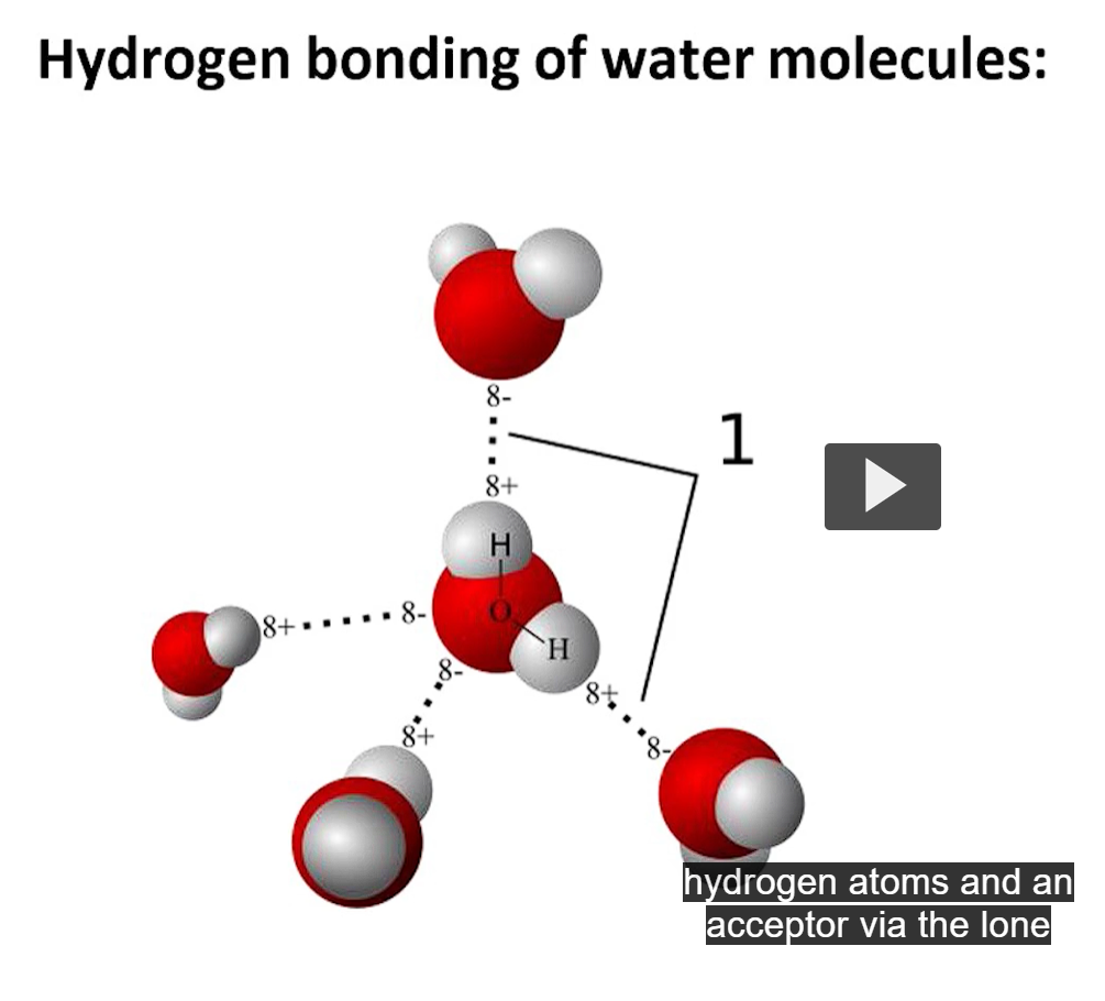 <p>water acts as a both a donor (because of the hydrogen atoms)</p><p>water also acts as an acceptor (because of the lone pair on the oxygen) </p><p>water can form up to FOUR hydrogen bonds</p><p>these FOUR hydrogen bonds give rise to a flickering structure (these bonds form rapidly and they break rapidly) </p>