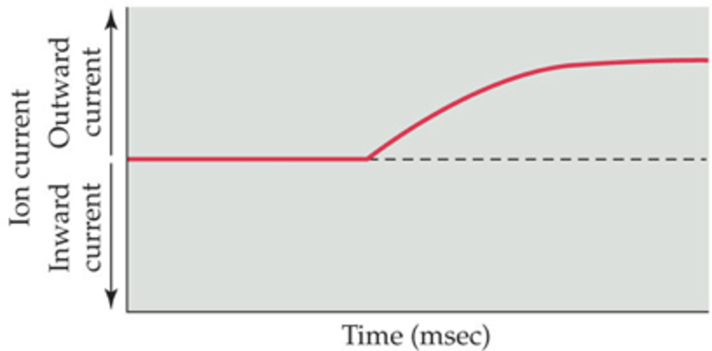 <p>2. Sodium's equilibrium potential</p>