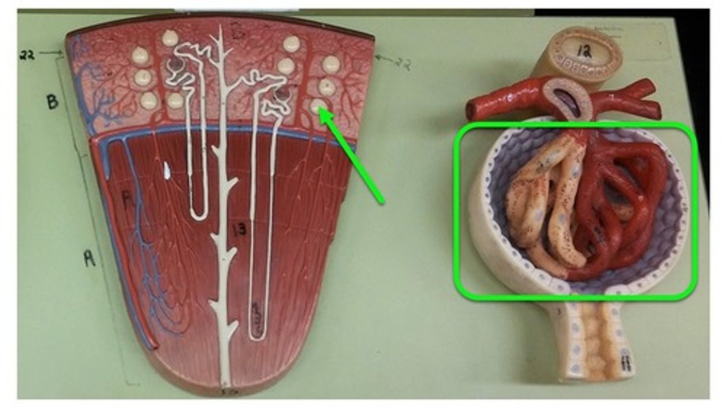 <p>collection of structures involved in filtration of fluid from bloodstream into nephron</p>
